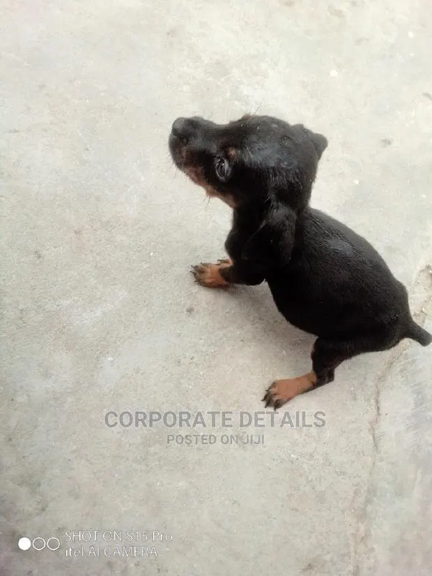 1-3 months Female Purebred Doberman Pinscher · Photo 1