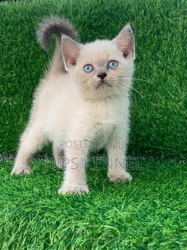 1-3 months Female Purebred British Shorthair · Photo 1
