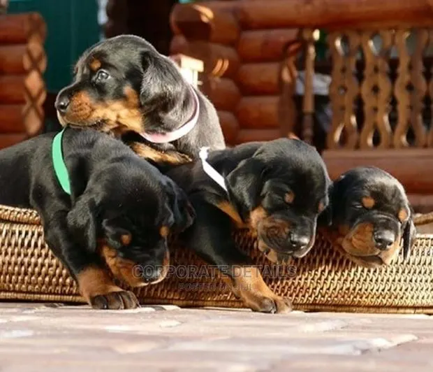 1-3 months Male Purebred Doberman Pinscher · Photo 1