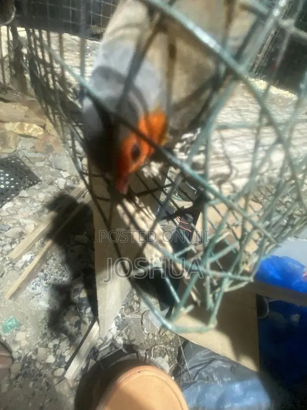 Health Gouldian Finch · Photo 1