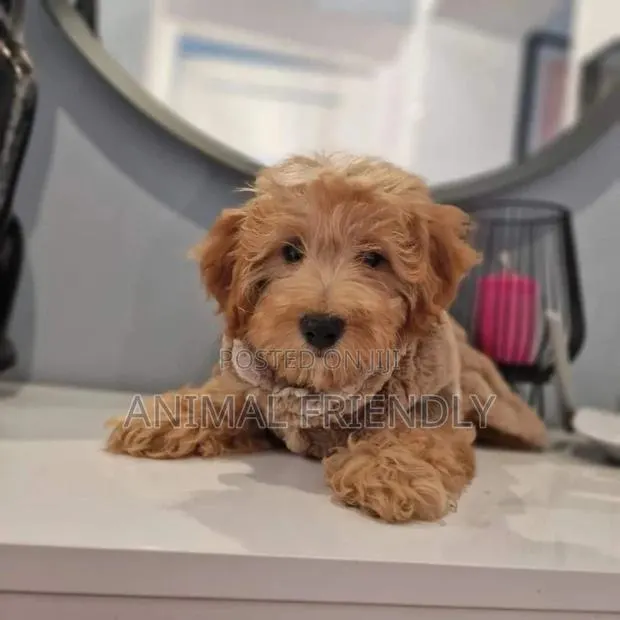 1-3 months Female Purebred Poodle · Photo 1