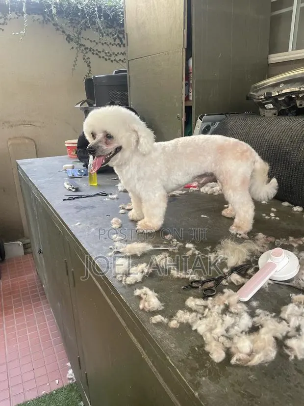 Mobile Dog/Pet Grooming (Care) · Photo 1