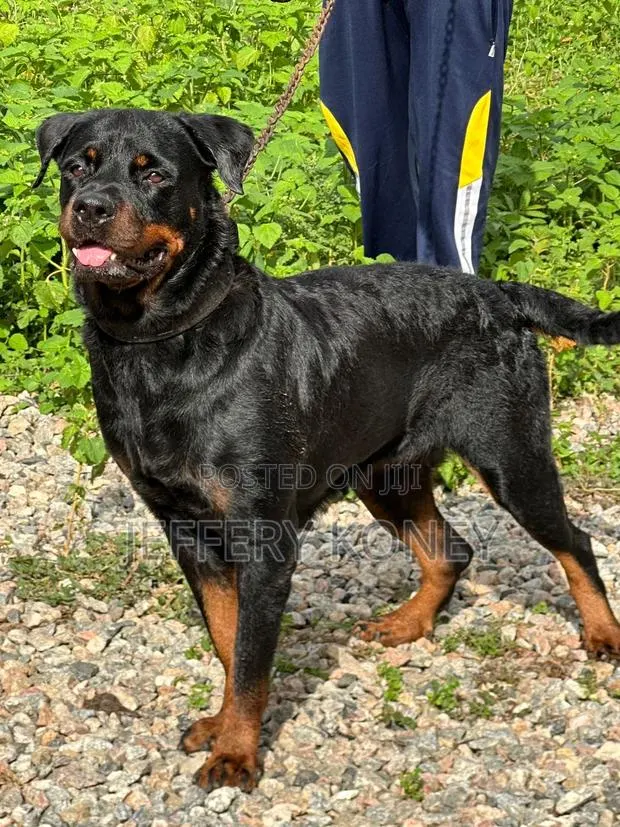 1+ year Female Purebred Rottweiler · Photo 1