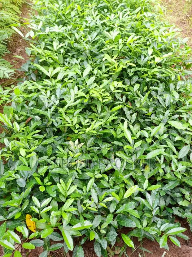 Teak, Mahogany, Acacia, Cashew, Shea, Kapok, Baobab · Photo 1