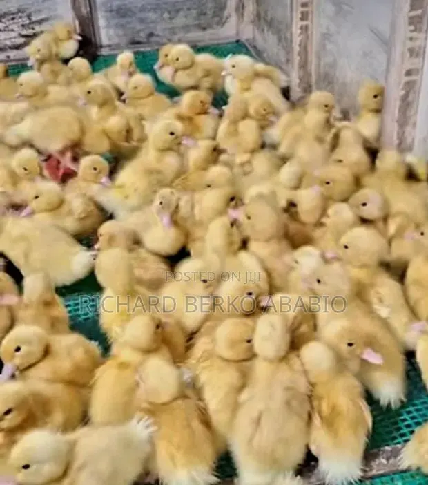 Jumbo Pekin Ducklings. 1 &2 Weeks · Photo 1