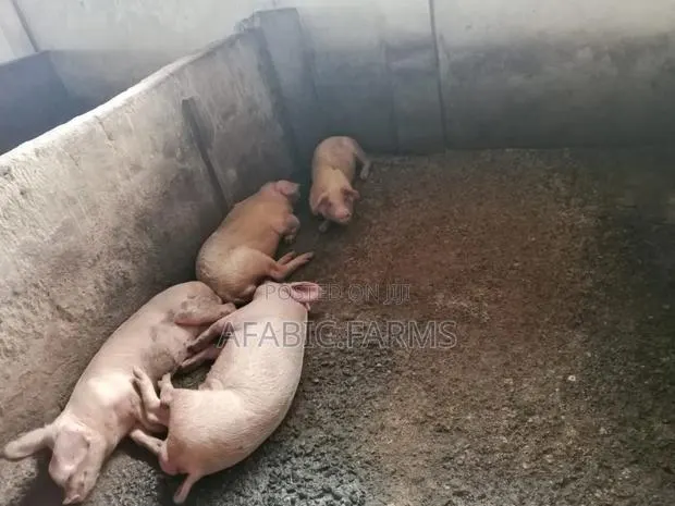 Piglets for Sale · Photo 2