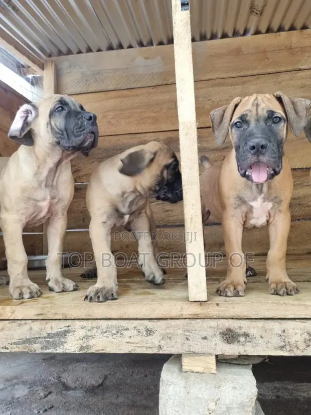 1-3 months Male Purebred Boerboel · Photo 1