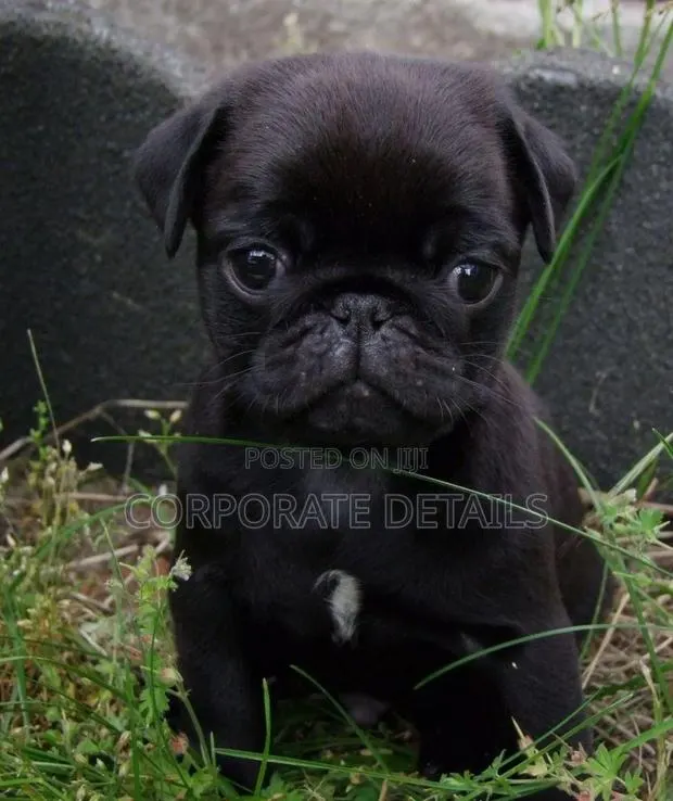 1-3 months Female Purebred Pug · Photo 1