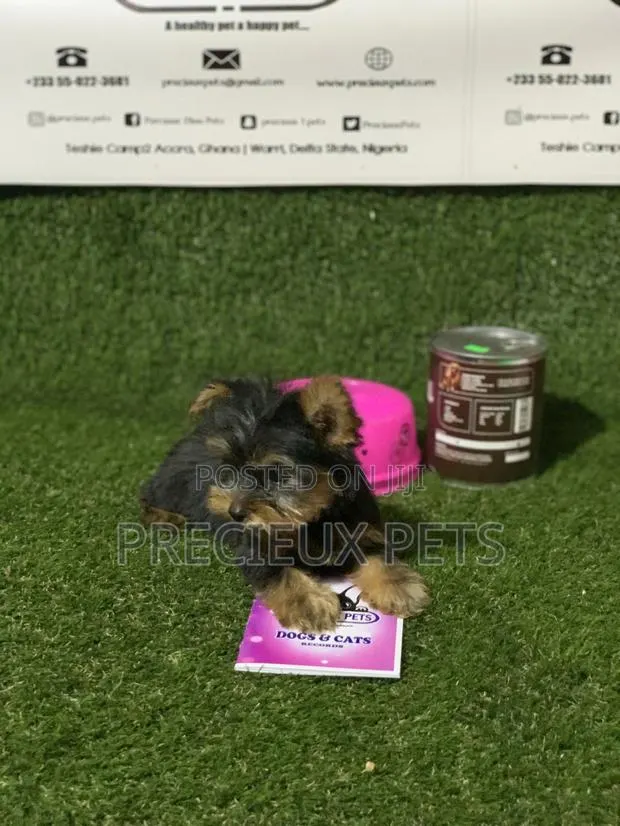 0-1 Month Female Purebred Yorkshire Terrier · Photo 4