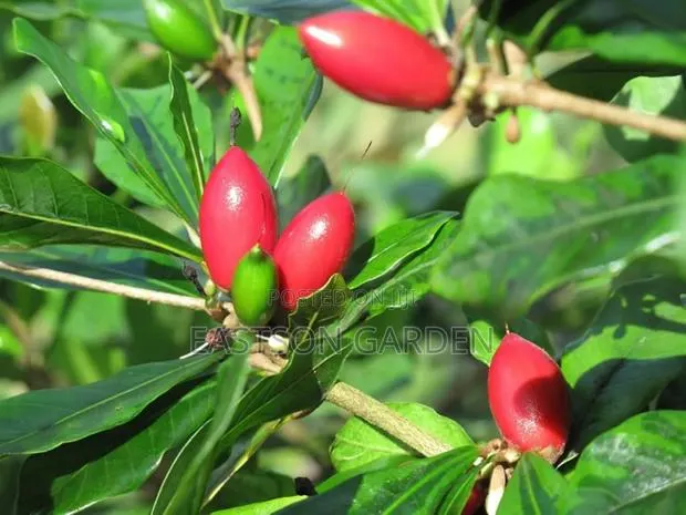 Miracle Berry Seedlings · Photo 2