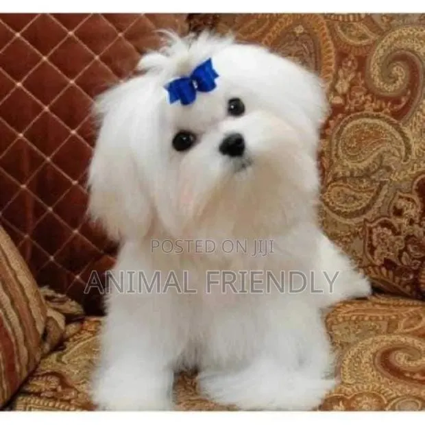 1-3 months Female Purebred Poodle · Photo 1