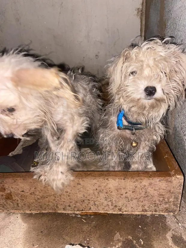 6-12 months Female Purebred Maltese · Photo 1