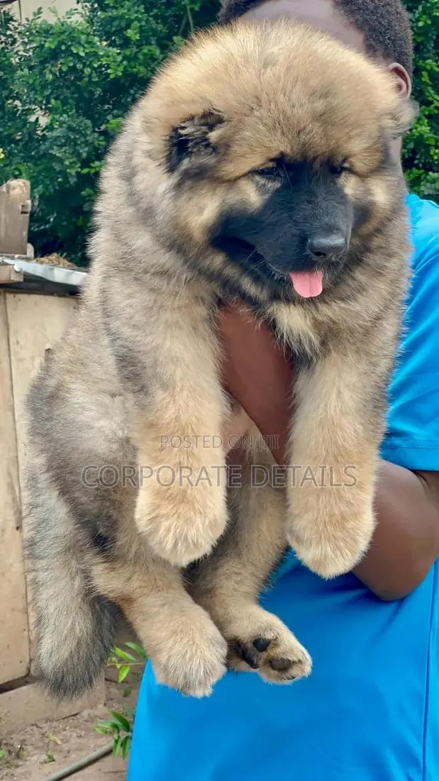 3-6 months Male Purebred Caucasian Shepherd · Photo 1