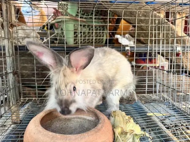Healthy Pregnant Rabbit · Photo 1