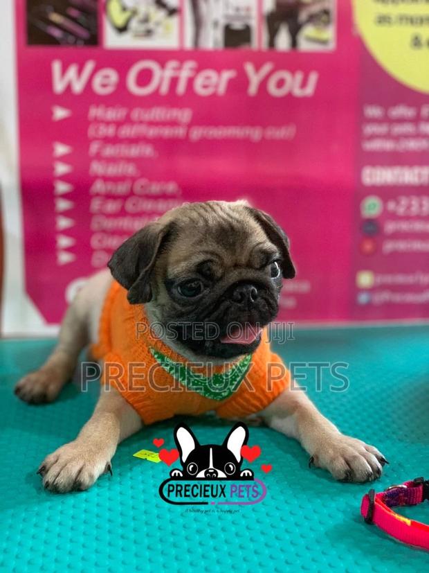 Pug Life Clothings · Photo 5