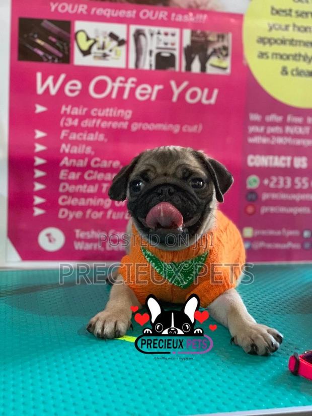 Pug Life Clothings · Photo 6