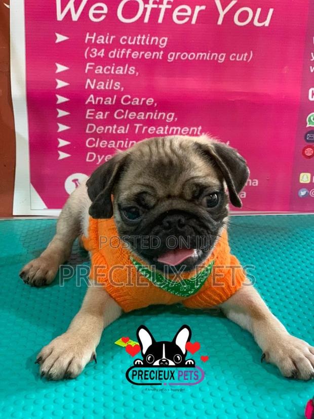 Pug Life Clothings · Photo 1