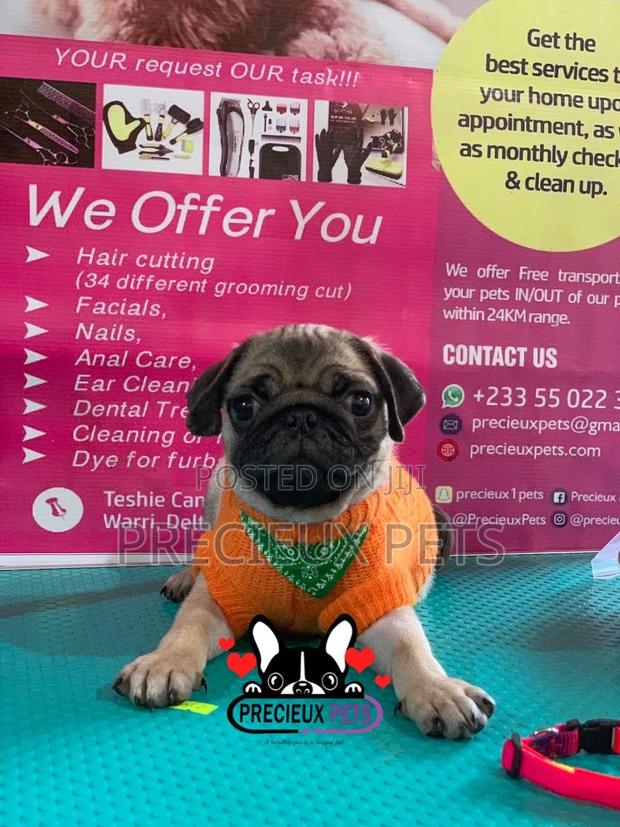Pug Life Clothings · Photo 7