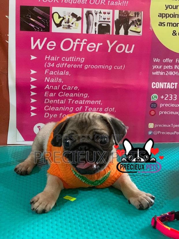 Pug Life Clothings · Photo 4