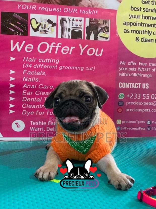 Pug Life Clothings · Photo 8