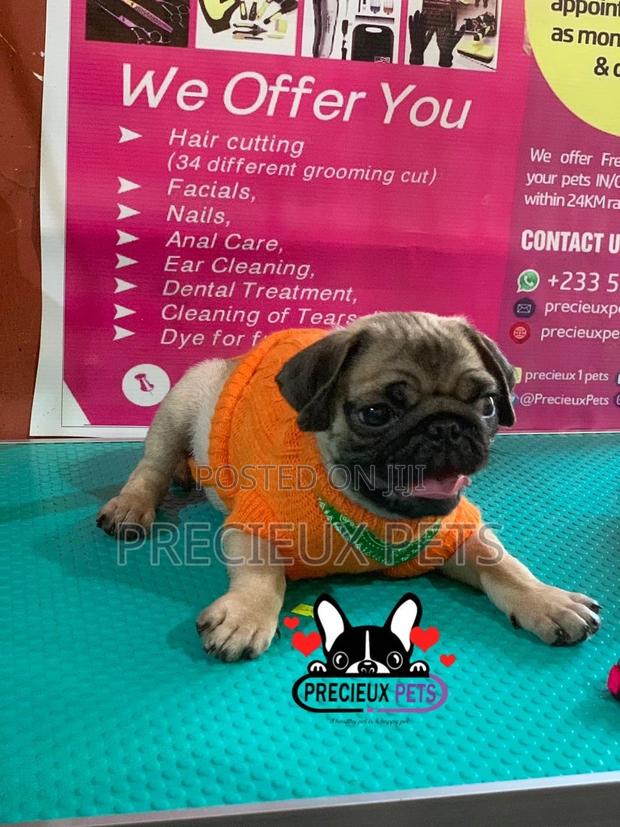 Pug Life Clothings · Photo 3