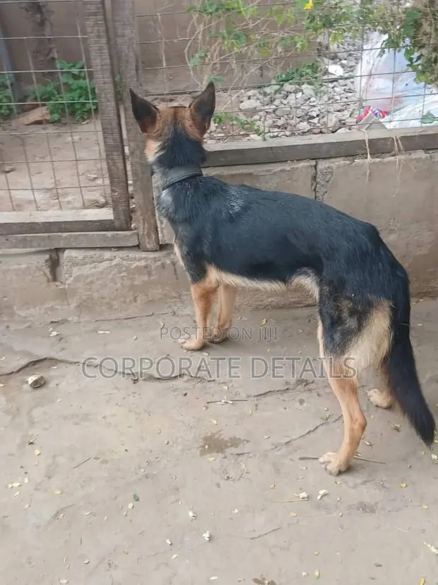 6-12 months Female Purebred German Shepherd · Photo 1