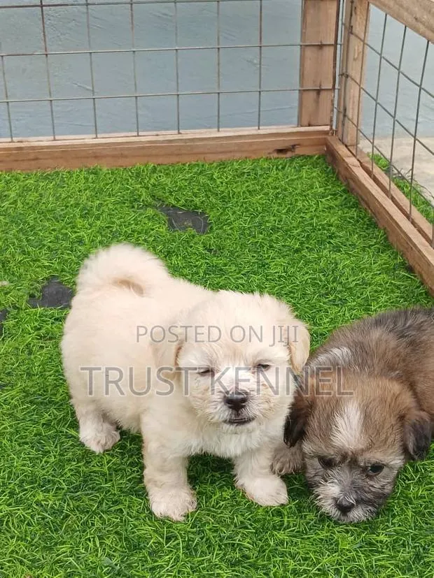 1-3 months Female Purebred Poodle · Photo 1