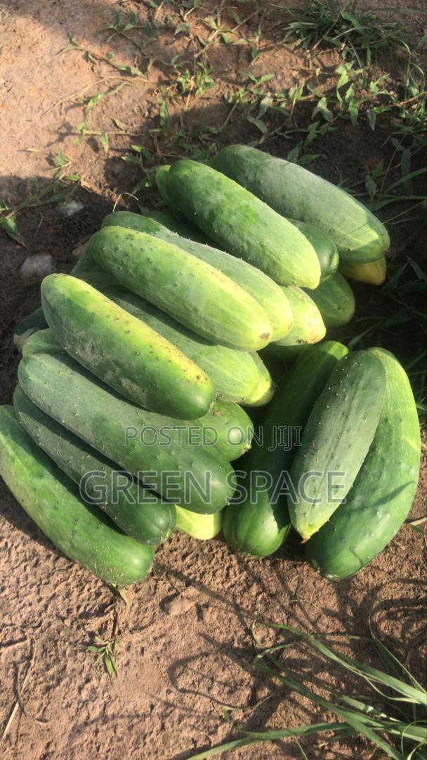 Cucumber Seeds · Photo 1