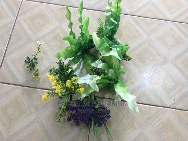 Aquarium Plants N Accessories · Photo 3