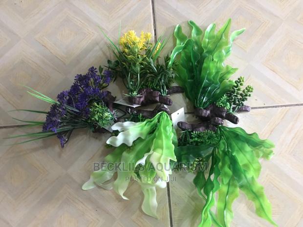 Aquarium Plants N Accessories · Photo 1