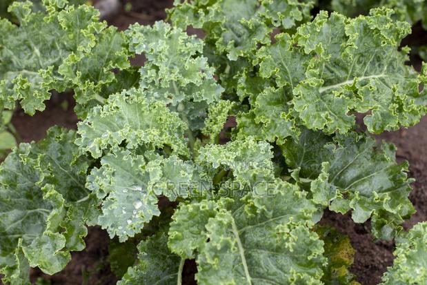 Curly Kale Seedling · Photo 2