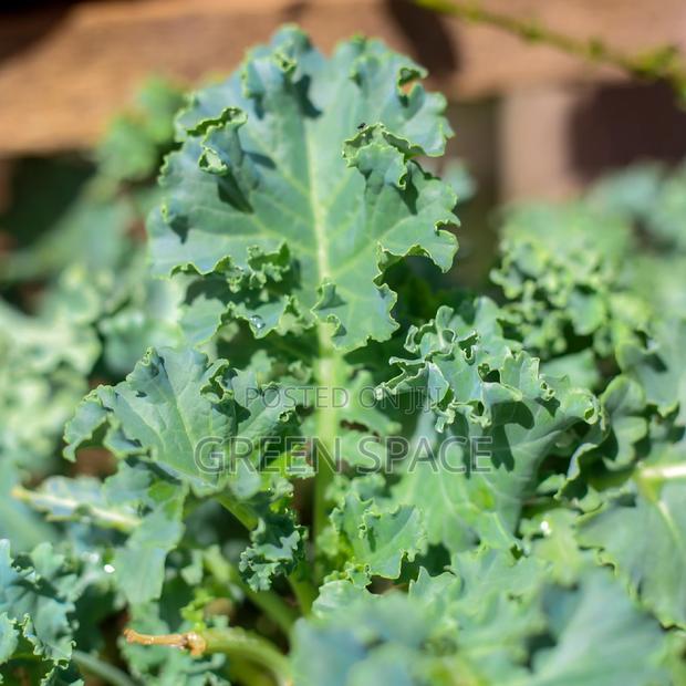 Curly Kale Seedling · Photo 1
