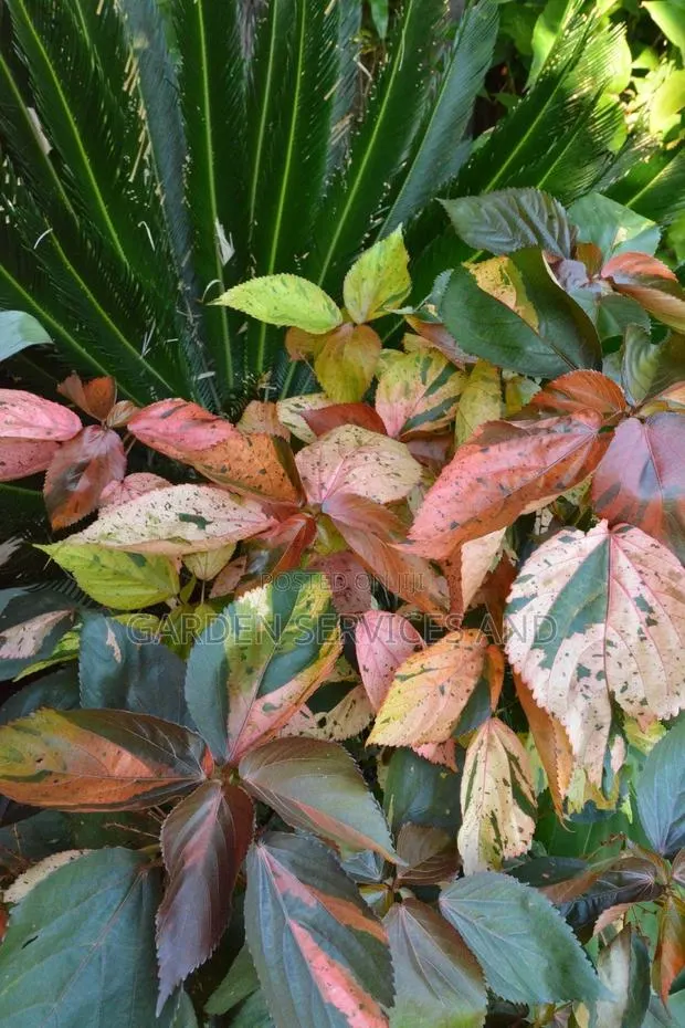 Acalypha for Sale · Photo 1