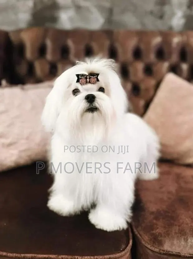 1-3 months Male Purebred Poodle · Photo 1