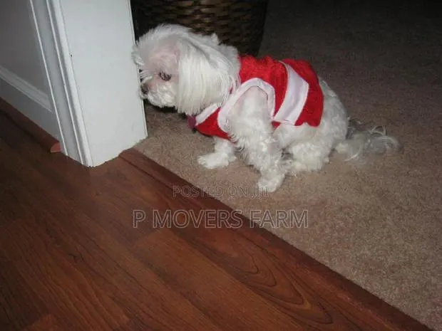 1-3 months Male Purebred Poodle · Photo 1