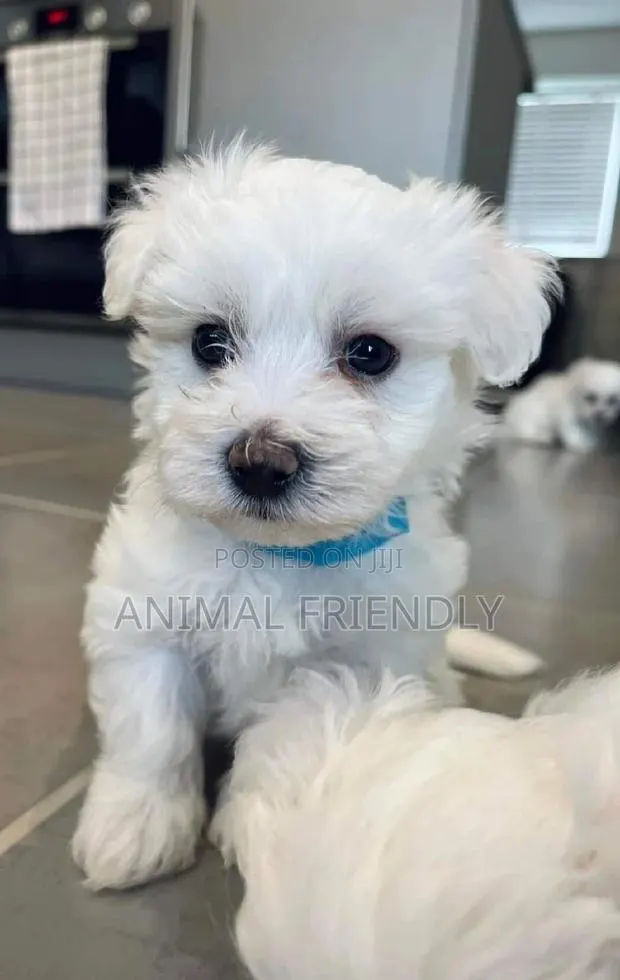 1-3 months Male Purebred Poodle · Photo 1