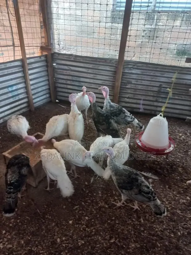 Turkeys for Sale · Photo 1