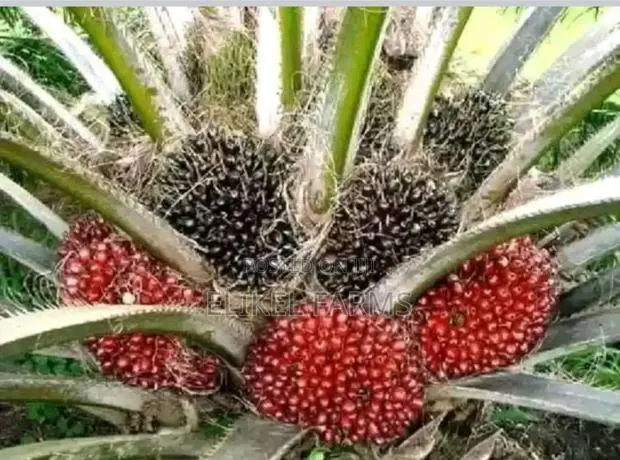 Nursed Tenera Oil Palm Seedlings for Sale. Bulk Purchase Only. · Photo 1