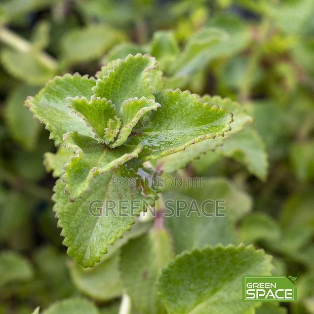 Oregano Seedling · Photo 1