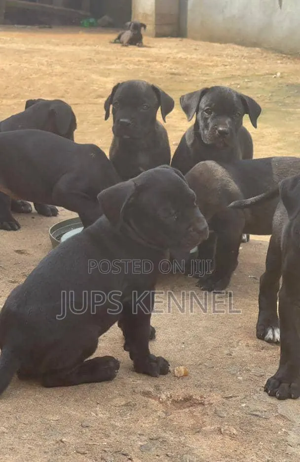 1-3 months Male Purebred Cane Corso · Photo 1