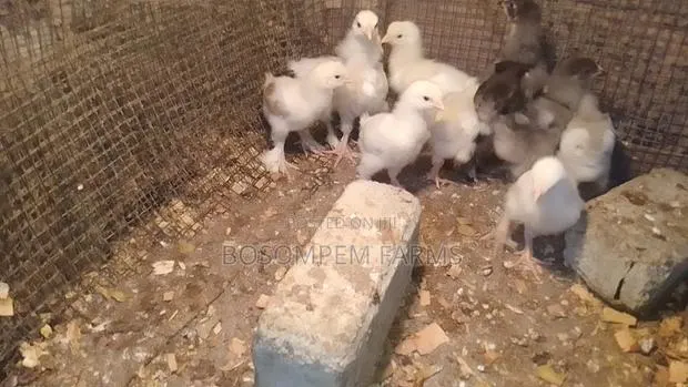 Pure Brahma Chicken 2 Weeks Old · Photo 1