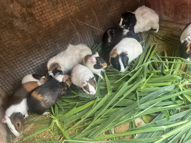 Guinea Pigs · Photo 1