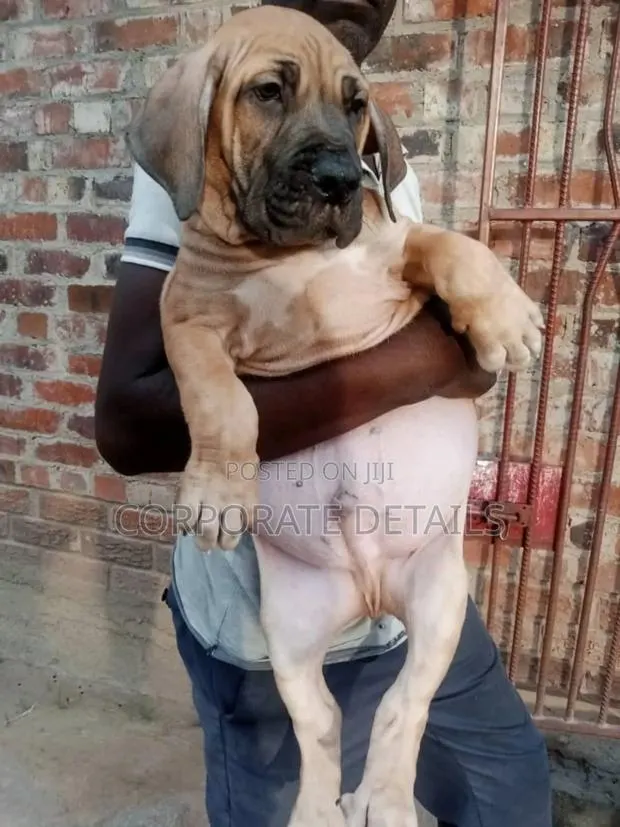 1-3 months Female Purebred Boerboel · Photo 1