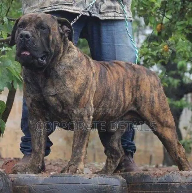 6-12 months Male Purebred Boerboel · Photo 1