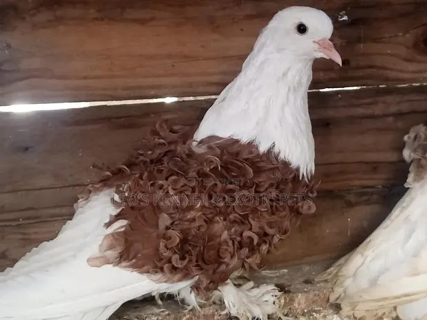 Pure Colored Frillback Pigeons · Photo 1
