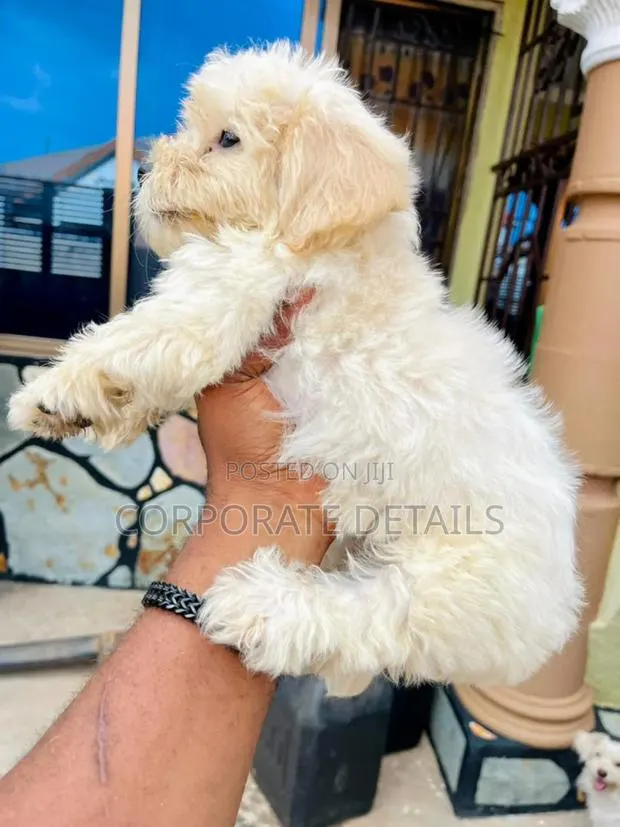 1-3 months Female Purebred Maltese · Photo 1