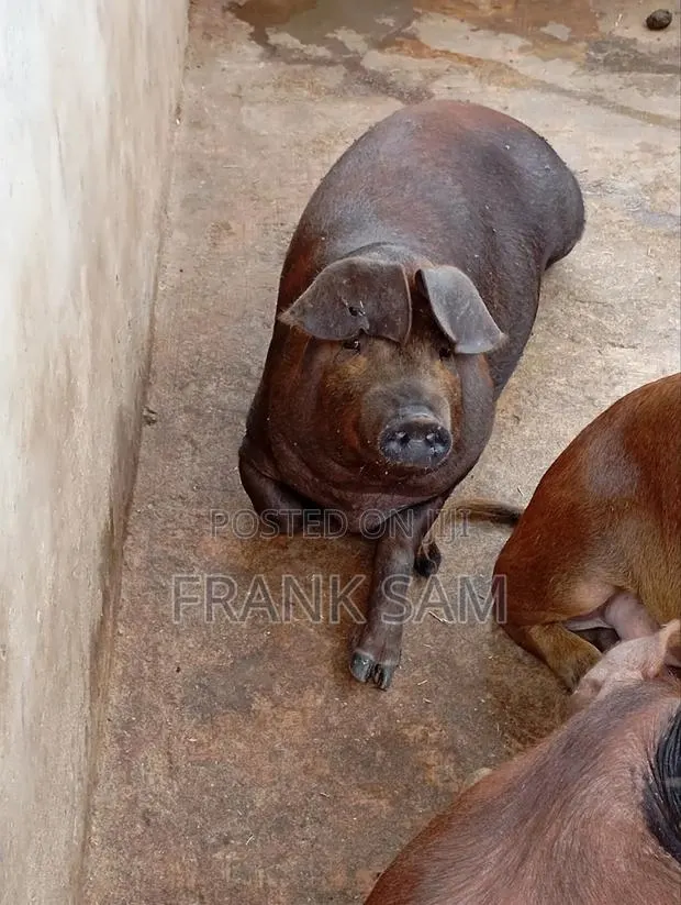 Good Genetics Duroc Piglets for Sale Both Male and Female · Photo 1