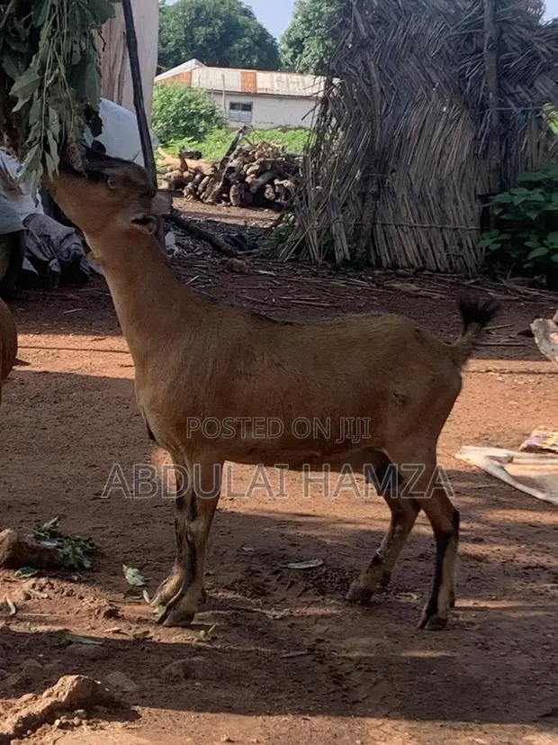 Healthy Goat’s Available for Sale · Photo 1
