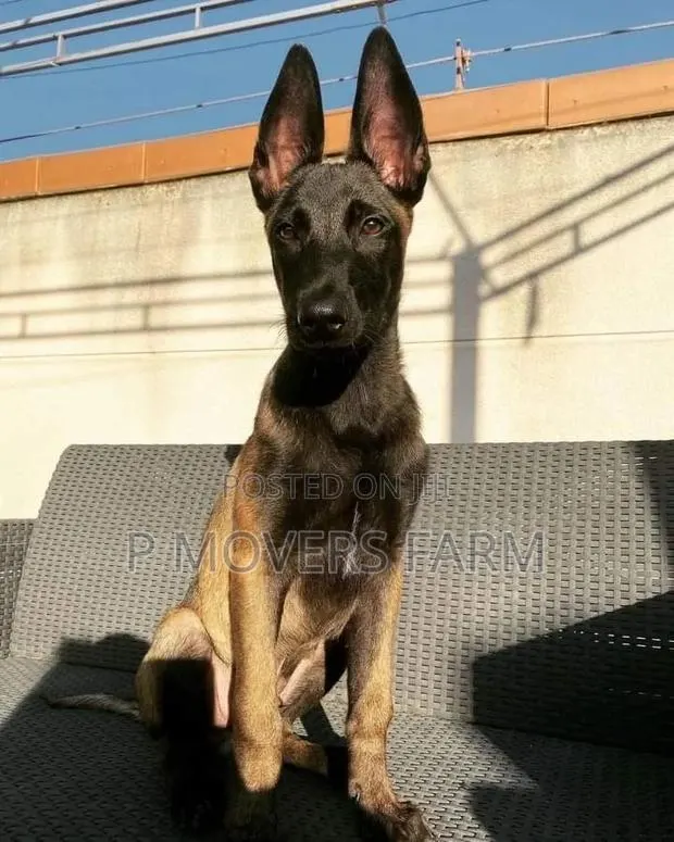 1-3 months Female Purebred Belgian Malinois · Photo 1