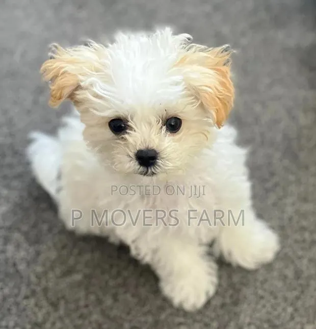 1-3 months Male Purebred Poodle · Photo 1